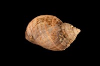 藏品(峨螺)的圖片